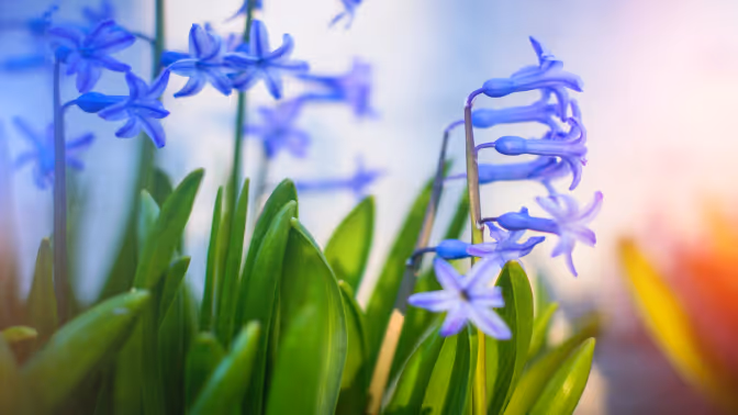 VisVrs-Lorem ipsum dolor sit amet