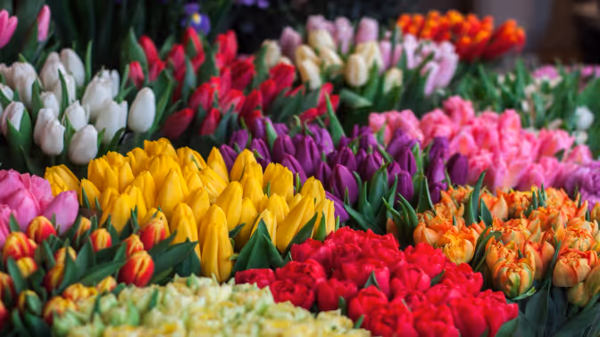 VisVrs-Lorem ipsum dolor sit amet