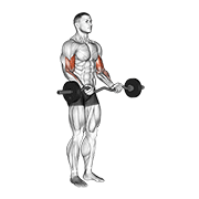 EZ-bar curl demonstration