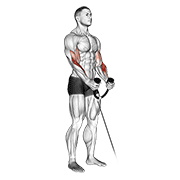 Rope hammer curl demonstration