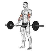 Standing barbell curl demonstration