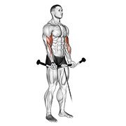 Straight-bar cable curl demonstration