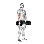 Dumbbell curl demonstration